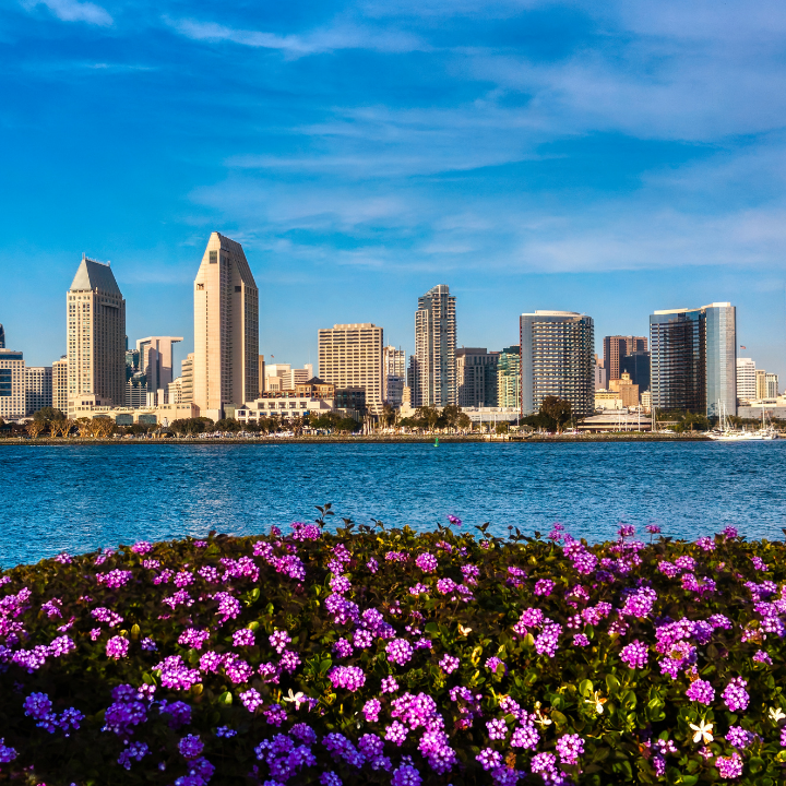 A bright view of downtown San Diego with skyscrapers rising behind the bay, framed by vibrant purple flowers in the foreground—capturing the coastal city served by top temp staffing and consulting services.